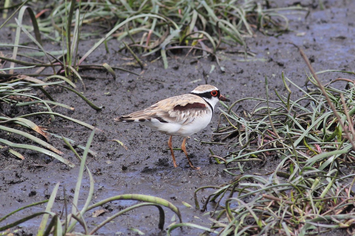 Black-fronted Dotterel - ML298535361