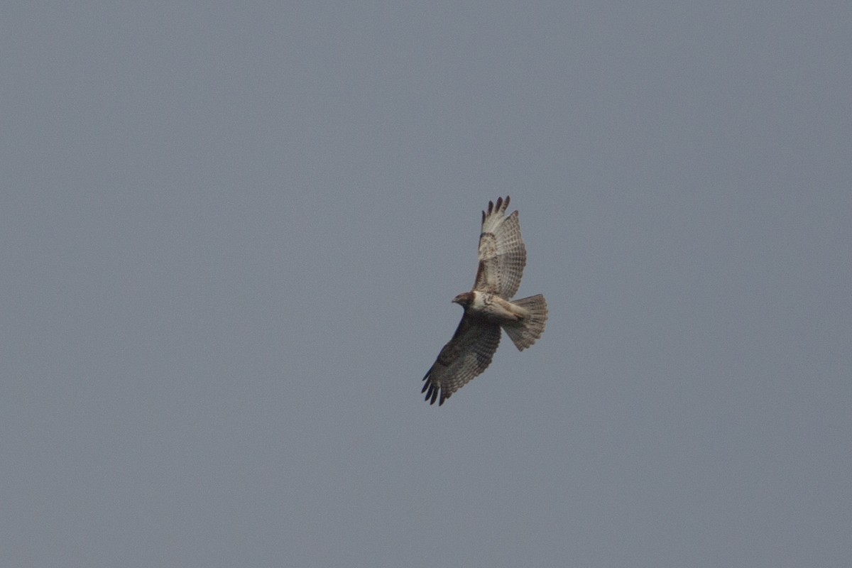 Red-tailed Hawk - ML298535471