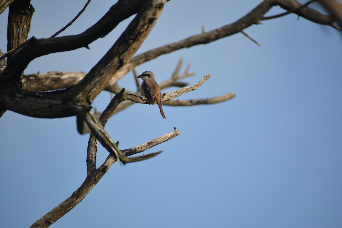 Brown Shrike - ML298535641