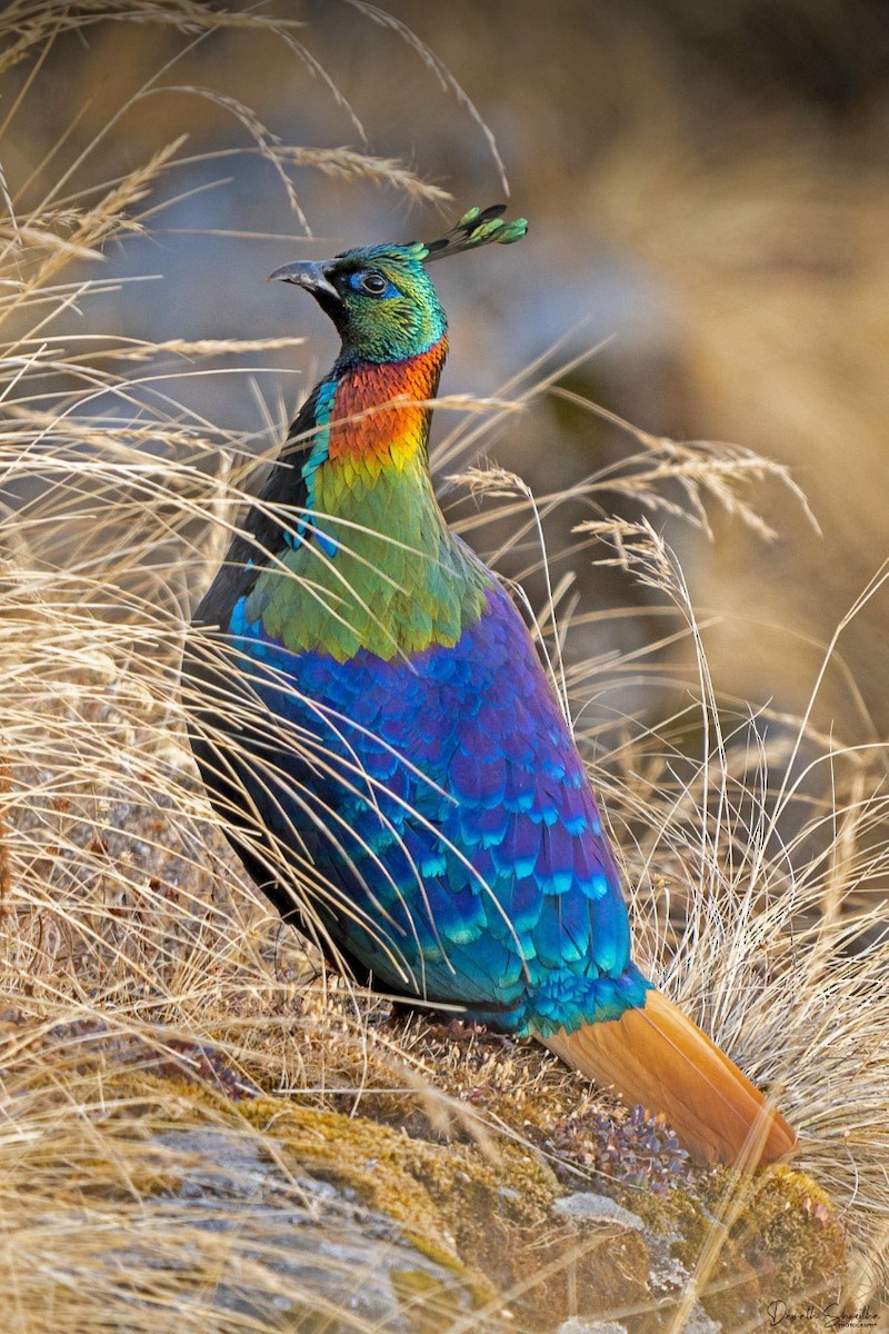 Himalayan Monal - ML298536041