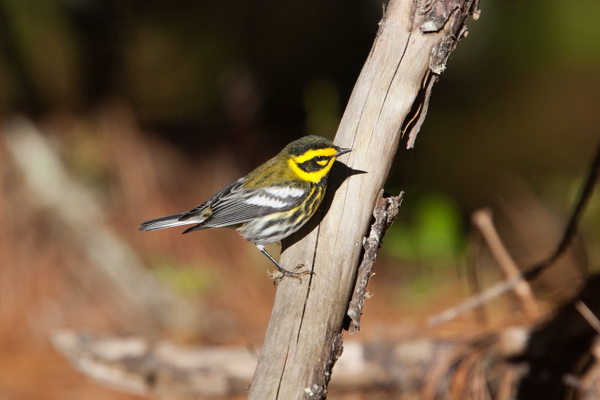 Townsend's Warbler - ML298536161