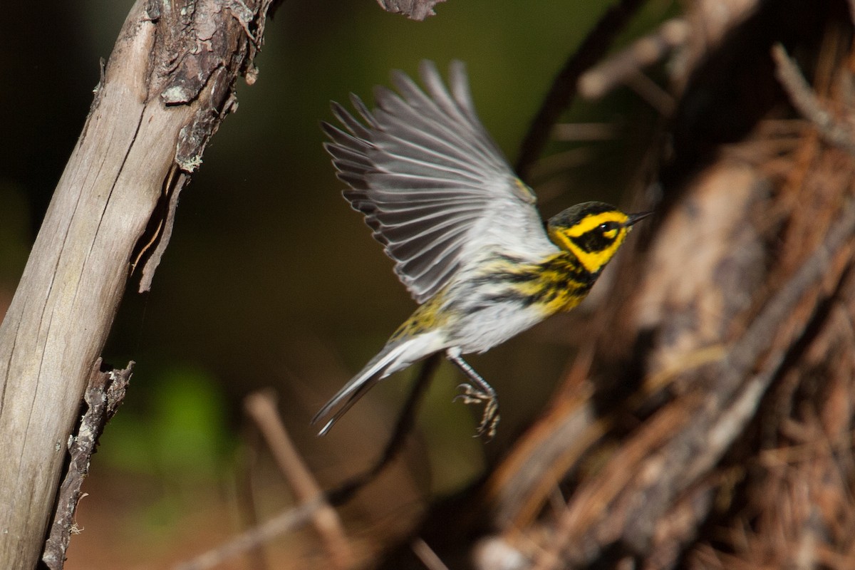 Townsend's Warbler - ML298536191