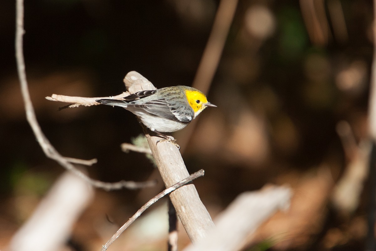 Hermit Warbler - ML298536211