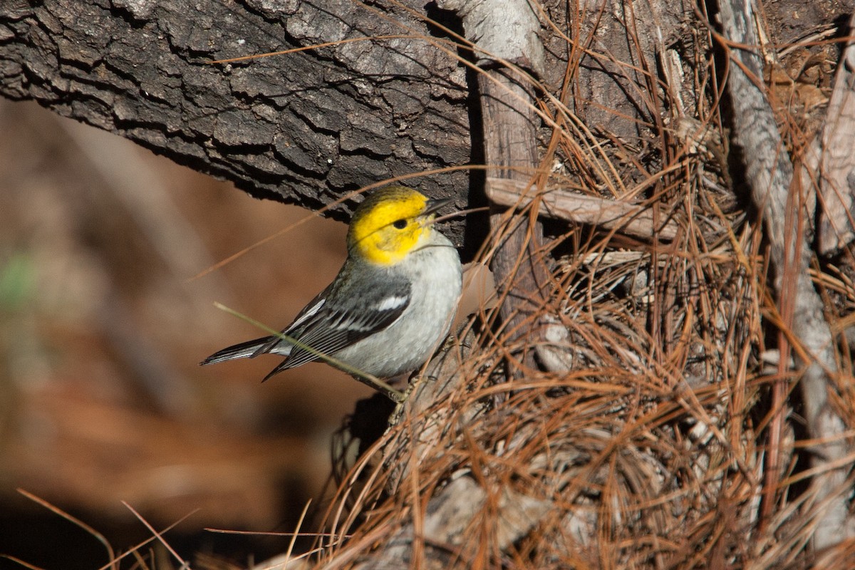 Hermit Warbler - ML298536221