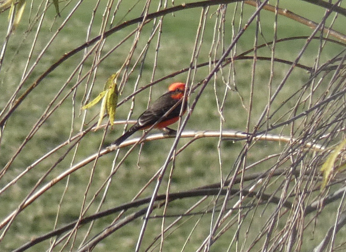 Vermilion Flycatcher - ML298536781