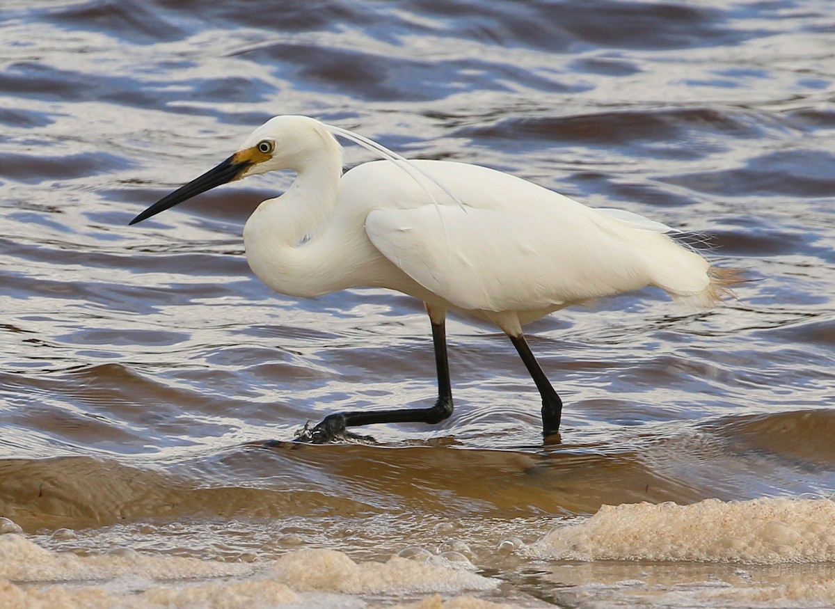 Little Egret - Katherine Clark