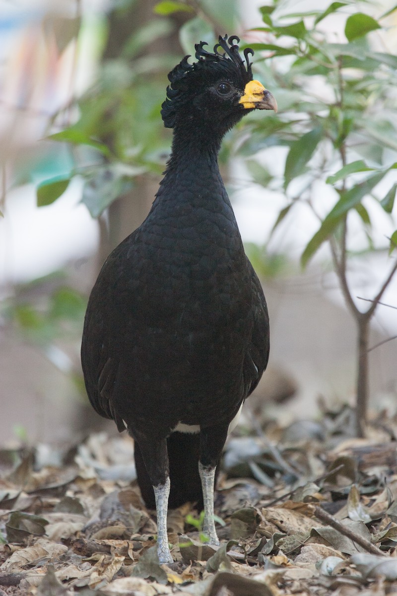 Great Curassow - Simon Colenutt