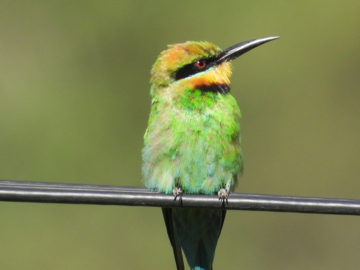 Rainbow Bee-eater - ML298537661