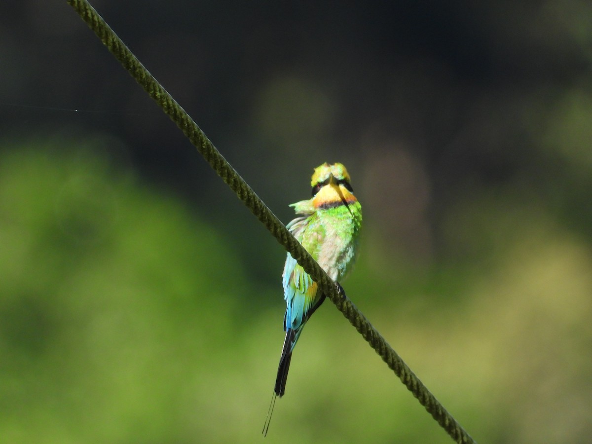 Rainbow Bee-eater - ML298537681
