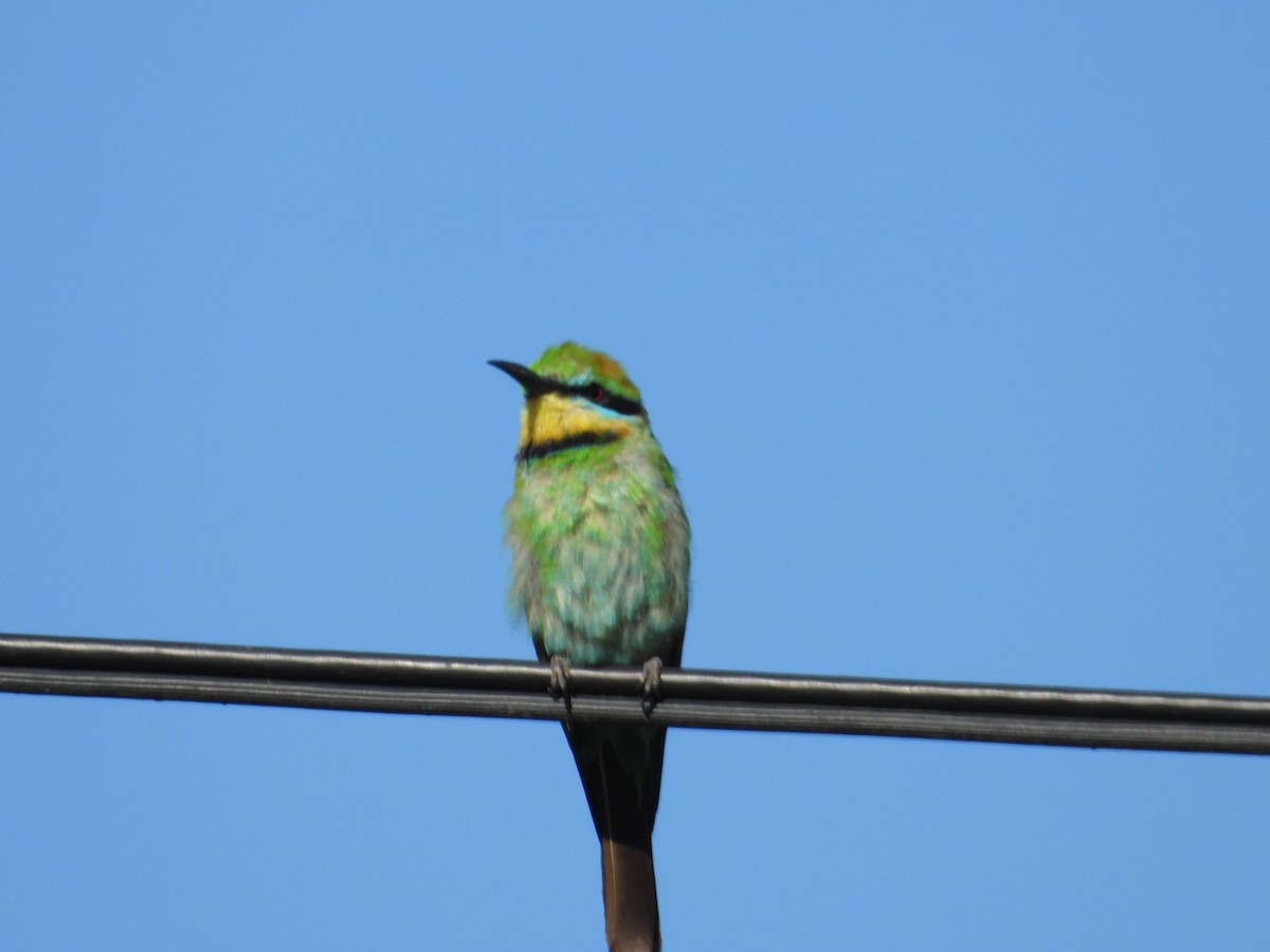 Rainbow Bee-eater - ML298537711