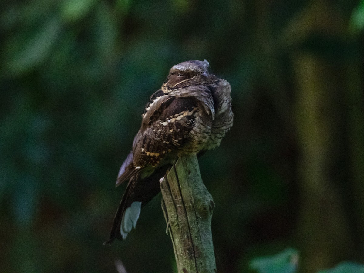 Large-tailed Nightjar - ML298541321