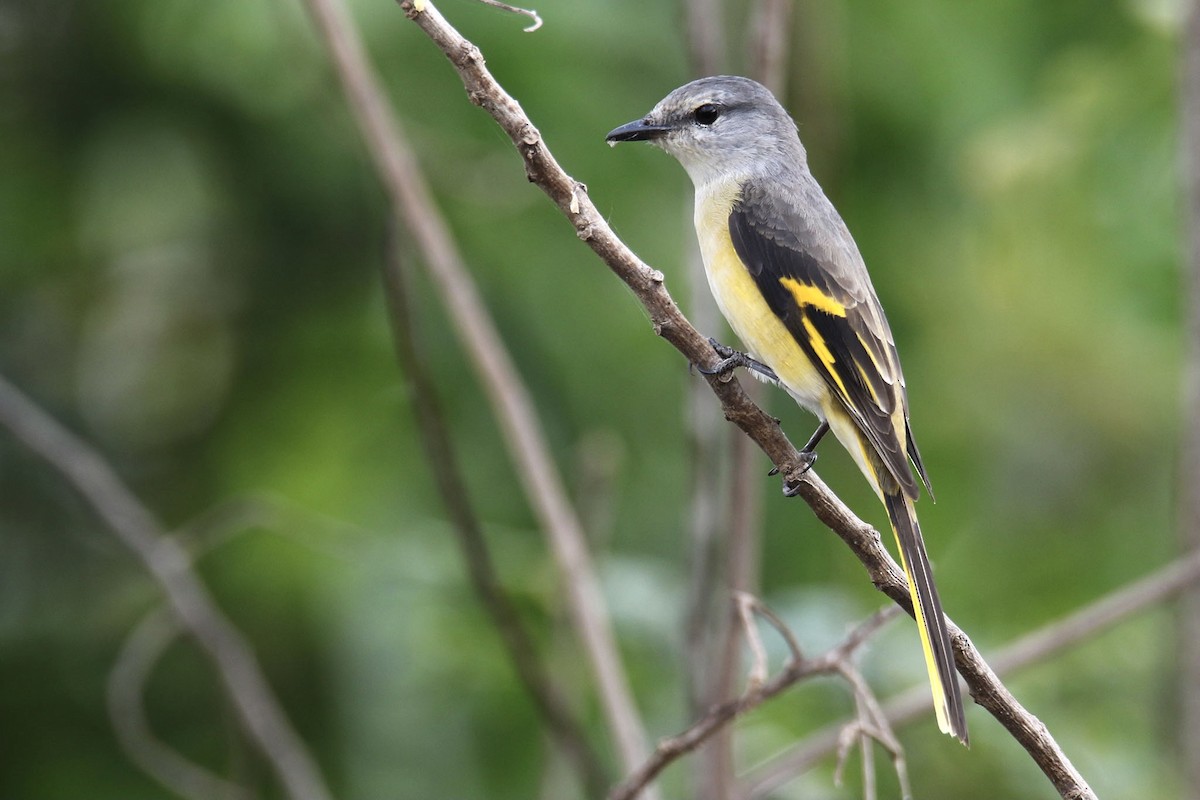 Rosy Minivet - Jens Toettrup