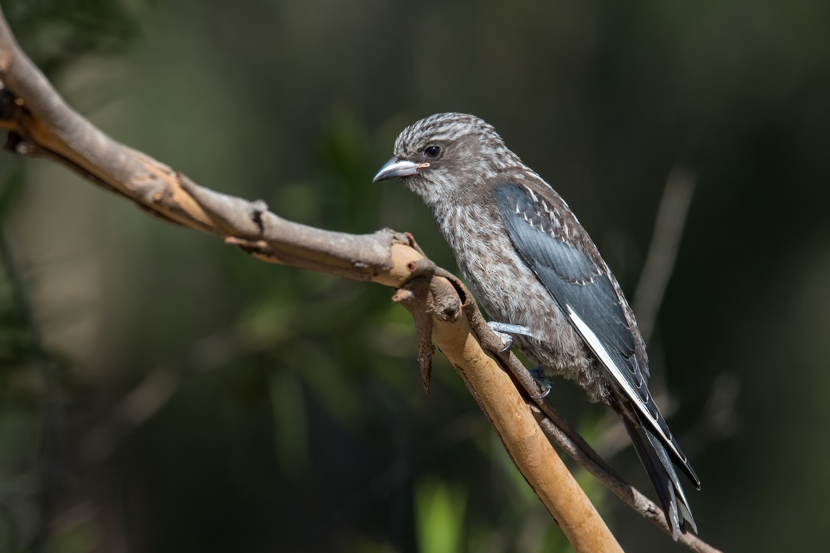 Dusky Woodswallow - ML298542181