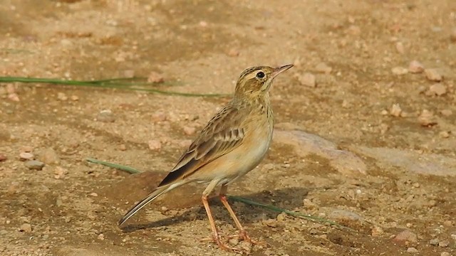 Paddyfield Pipit - ML298543531