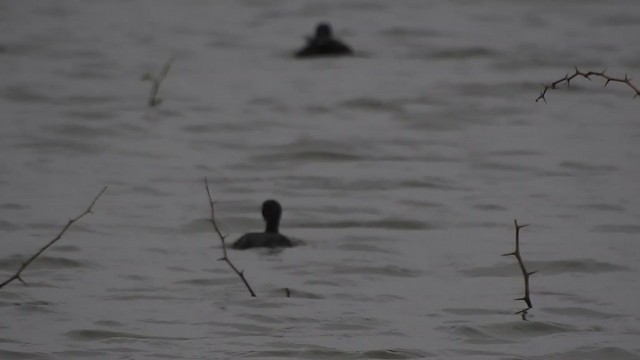 Little Grebe - ML298543551