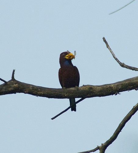 Blue-throated Roller - ML29854361