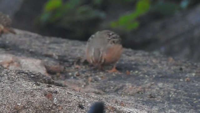 Jungle Bush-Quail - ML298543621