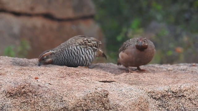 Jungle Bush-Quail - ML298543681