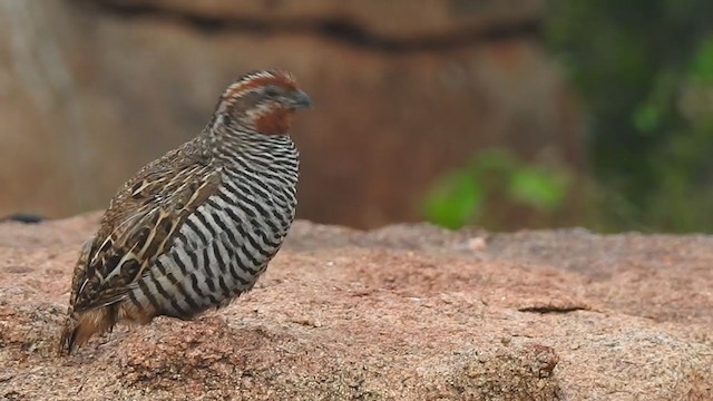 Jungle Bush-Quail - ML298543721