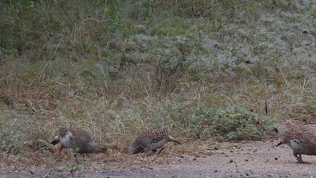 Gray Francolin - ML298544051