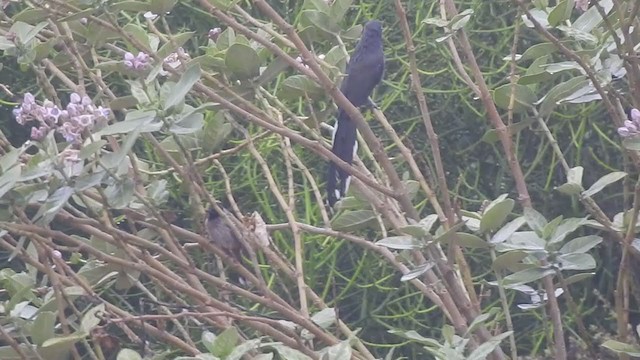 Blue-faced Malkoha - ML298544301