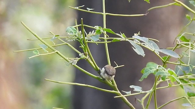 Nilgiri Flowerpecker - ML298545211