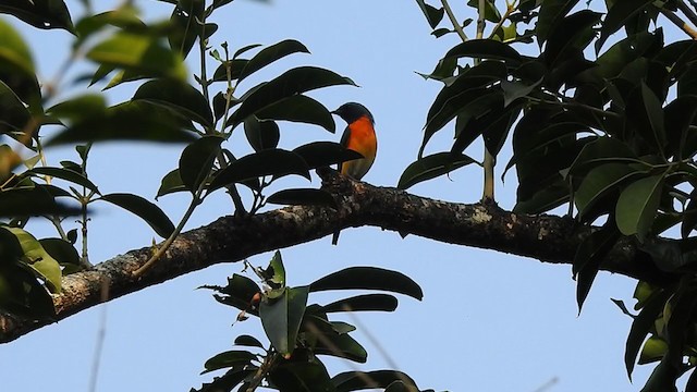 Small Minivet - ML298545231