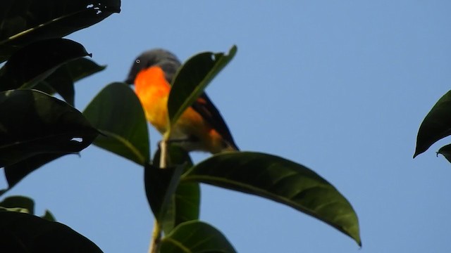 Small Minivet - ML298545241