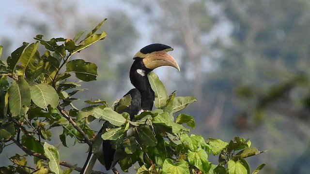 Malabar Pied-Hornbill - ML298545341