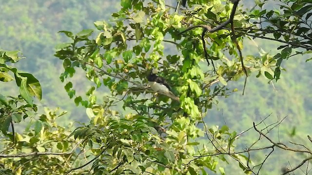 Malabar Pied-Hornbill - ML298545361