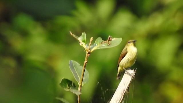 Crimson-backed Sunbird - ML298545381