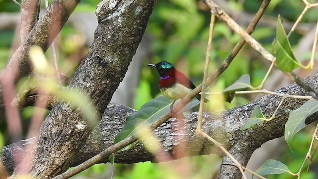 Crimson-backed Sunbird - ML298545471