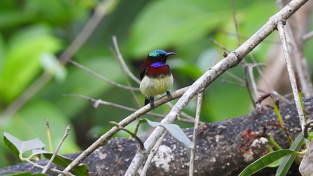 Crimson-backed Sunbird - ML298545491