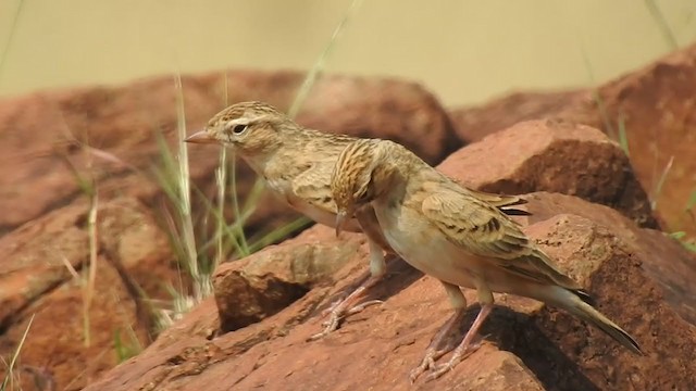 Mongolian Short-toed Lark - ML298546001