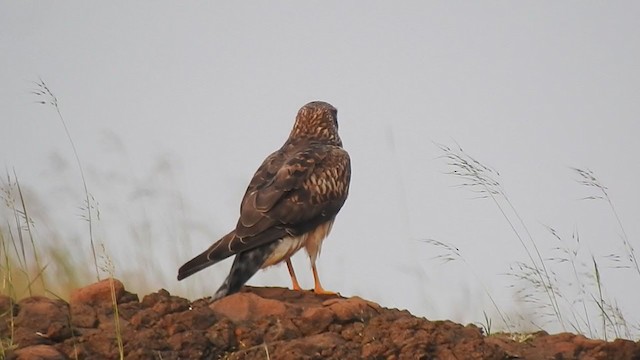 Pallid Harrier - ML298546201