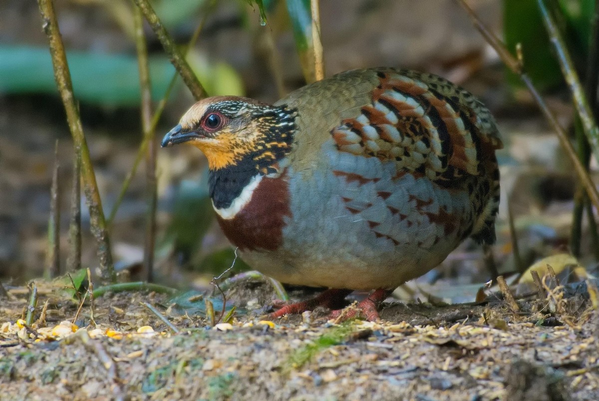 White-necklaced Partridge - ML298546271