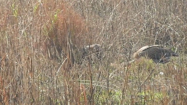 נשר הימלאיה - ML298547071