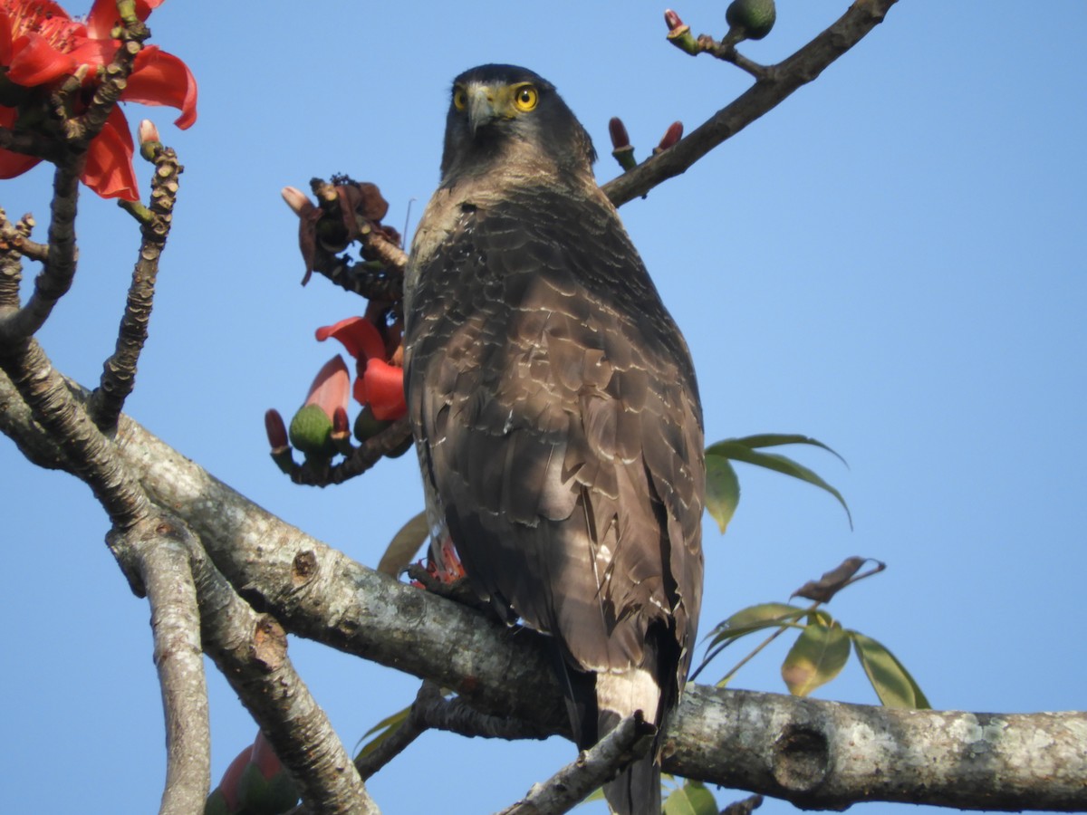 Crested Serpent-Eagle - Laurige Boyer