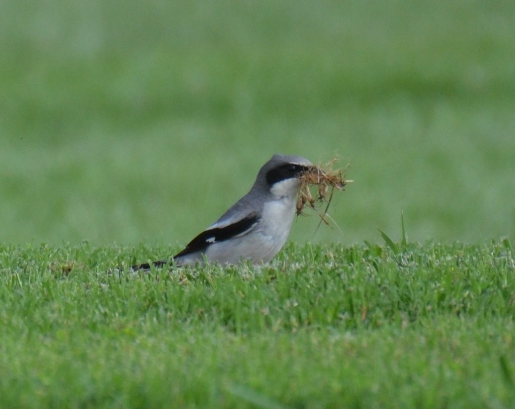 Loggerhead Shrike - ML29854741