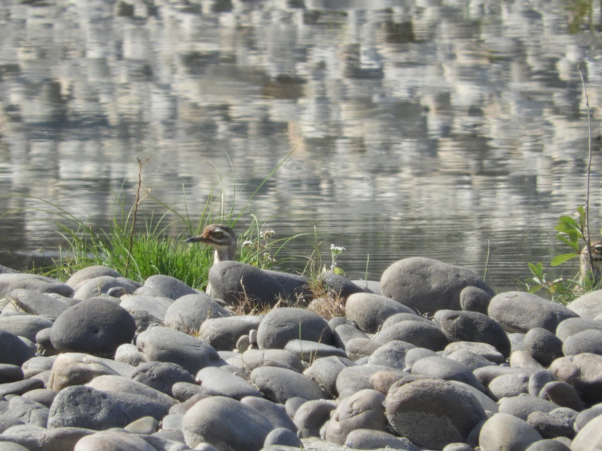 Indian Thick-knee - ML298547641