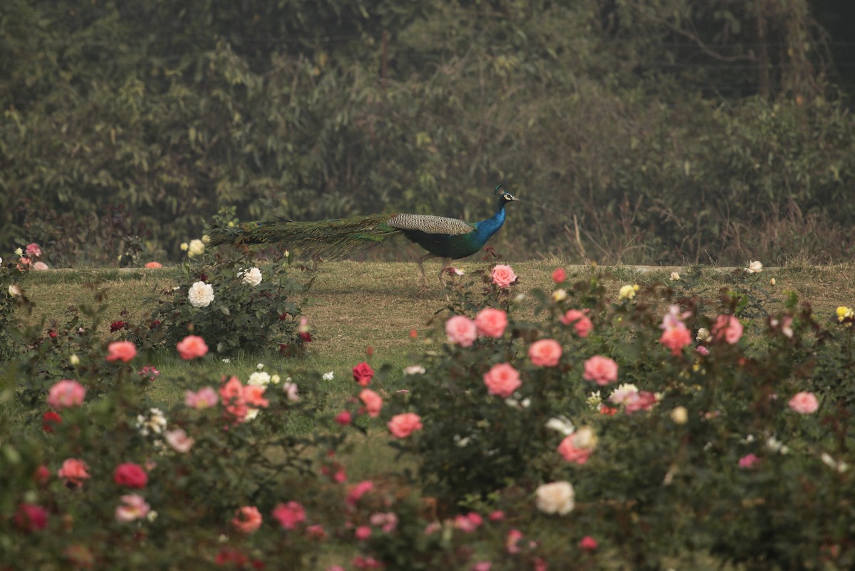 Indian Peafowl - ML298547841