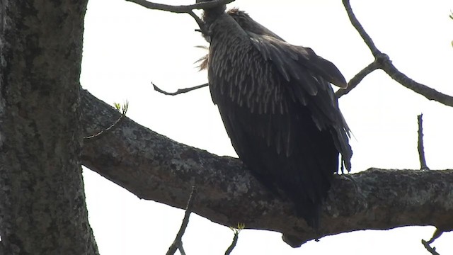 Himalayan Griffon - ML298547951