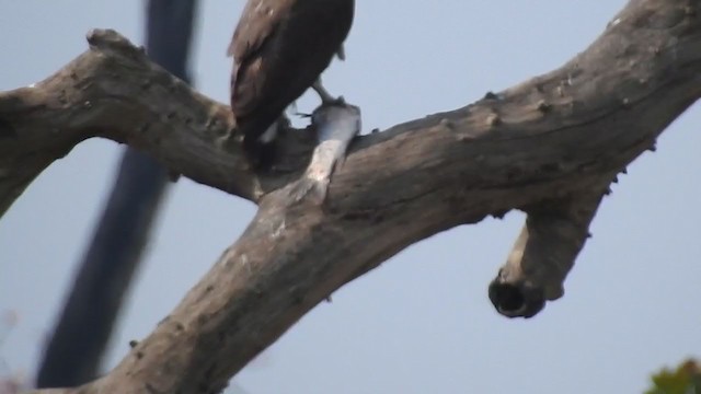 Gray-headed Fish-Eagle - ML298548061