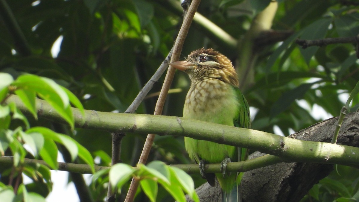 White-cheeked Barbet - Niranjan Venkatesh