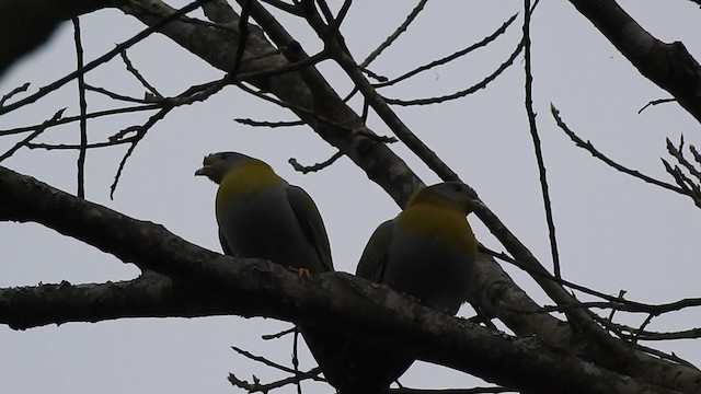 Yellow-footed Green-Pigeon - ML298548921