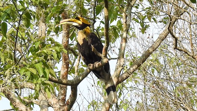 Great Hornbill - ML298549131