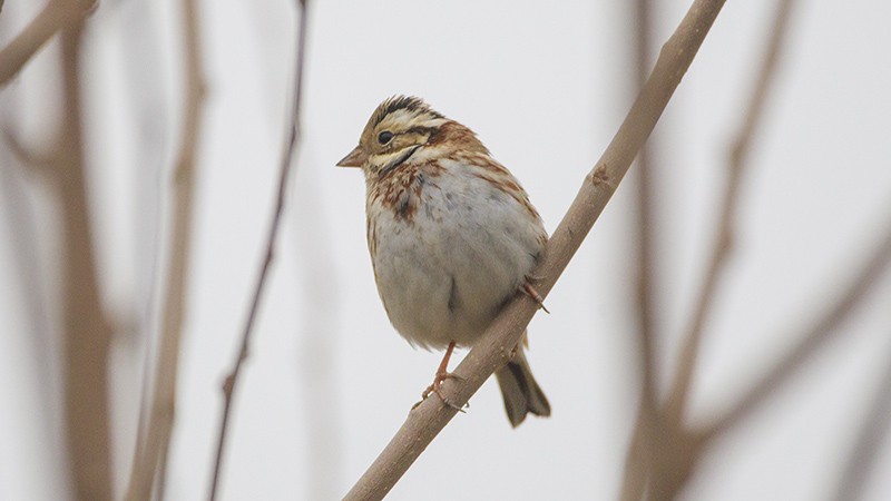 Rustic Bunting - ML298549531