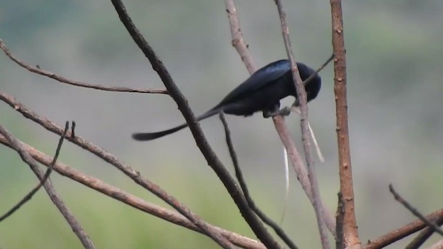 Black Drongo - ML298549551