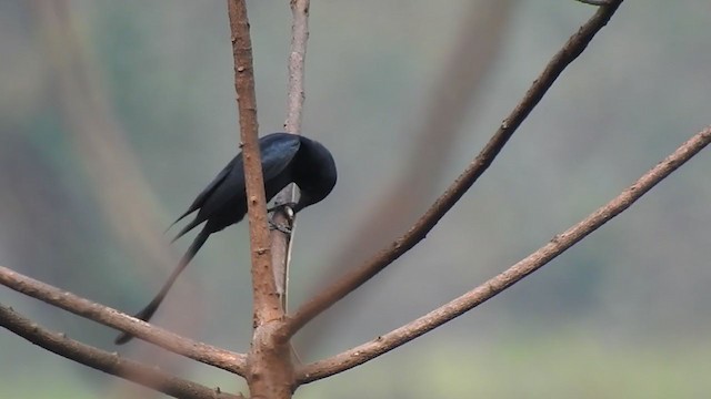 Black Drongo - ML298549601