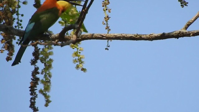 Chestnut-headed Bee-eater - ML298550391